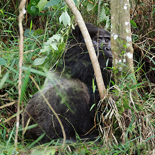 Bwindi - Silverback - Safari